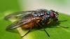 Phaonia subventa